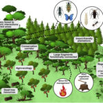 Insect Populations as Indicators of Environmental Change