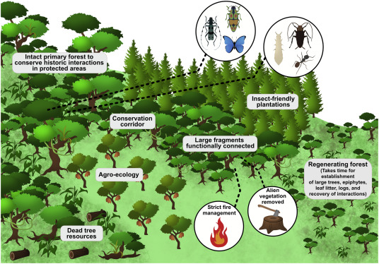 Insect Populations as Indicators of Environmental Change